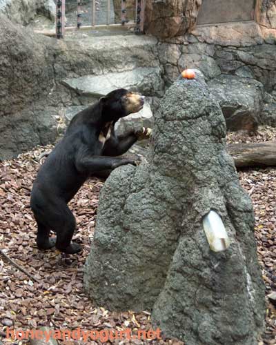 上野動物園 マレーグマ アズマ