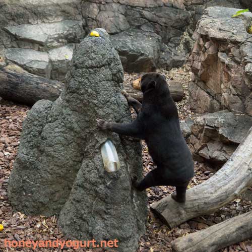 上野動物園 マレーグマ キョウコ
