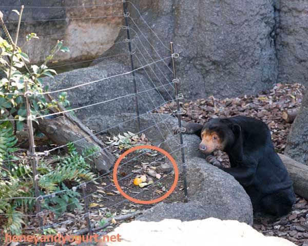 上野動物園 マレーグマ キョウコ