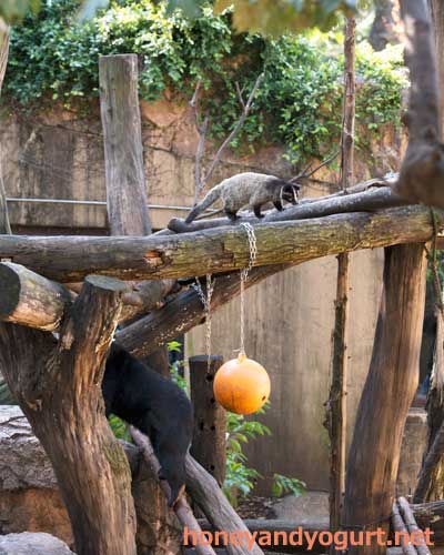 上野動物園 マレーグマ モモコ