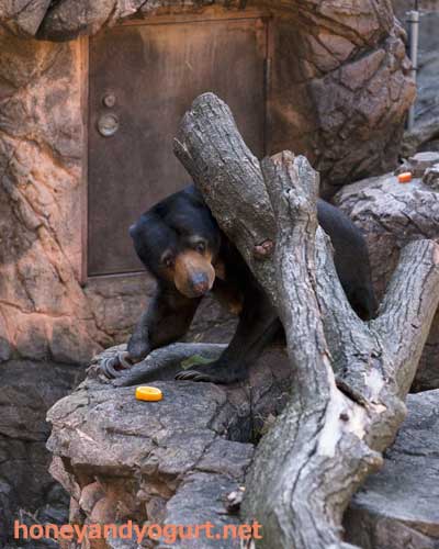 上野動物園 マレーグマ モモコ