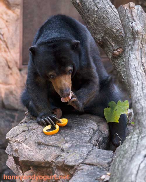 上野動物園 マレーグマ モモコ