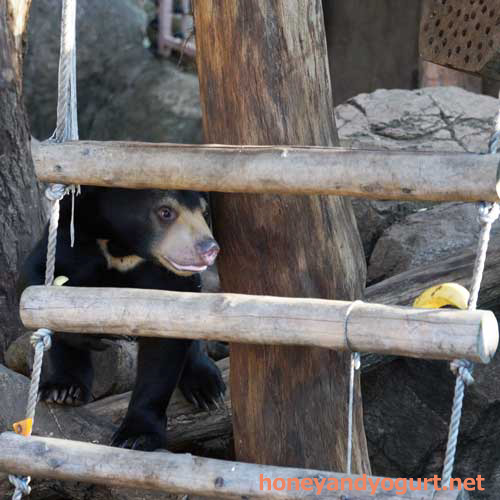 上野動物園 マレーグマ フジ