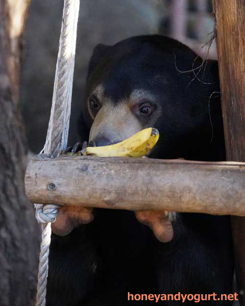 上野動物園 マレーグマ フジ
