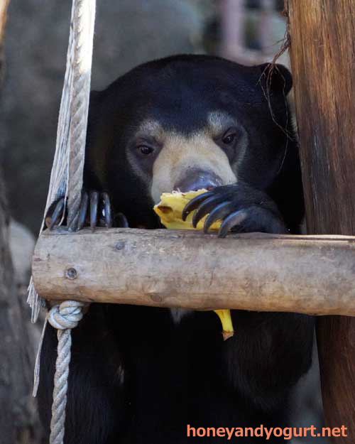 上野動物園 マレーグマ フジ