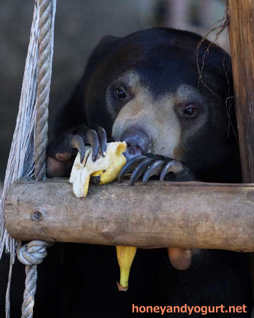 上野動物園 マレーグマ フジ