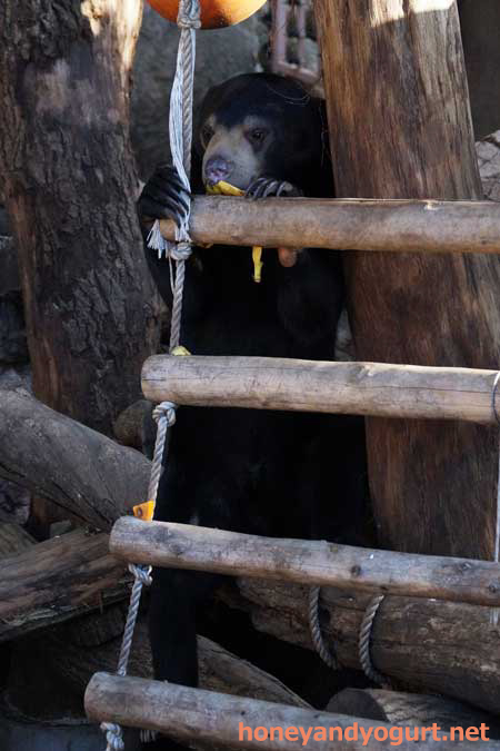 上野動物園 マレーグマ フジ