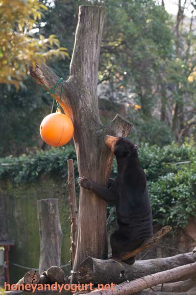上野動物園 マレーグマ キョウコ