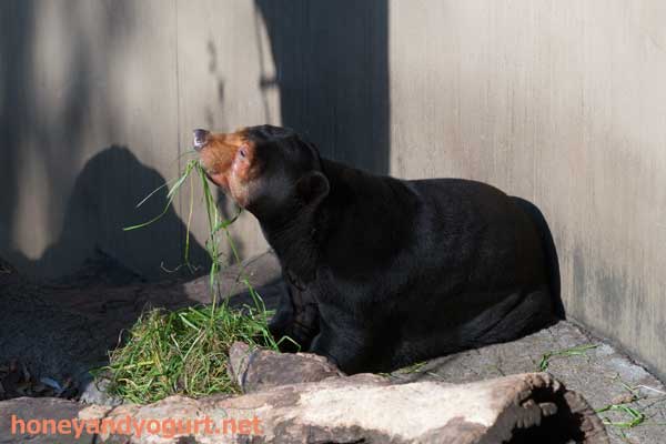 上野動物園 マレーグマ キョウコ