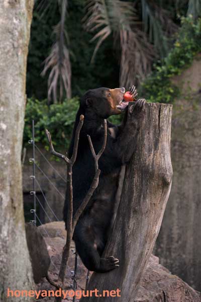 上野動物園 マレーグマ モモコ