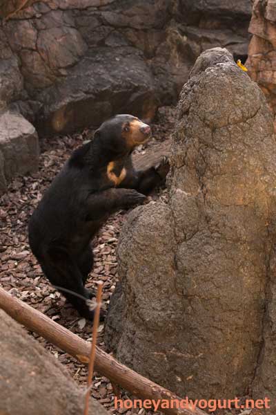 上野動物園 マレーグマ モモコ