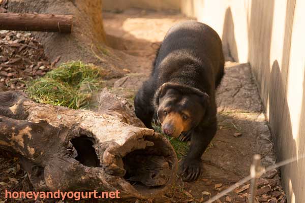 上野動物園 マレーグマ モモコ