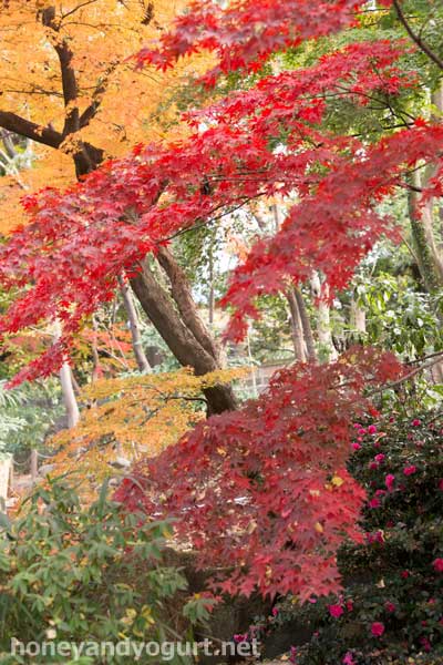 上野動物園　園内　紅葉