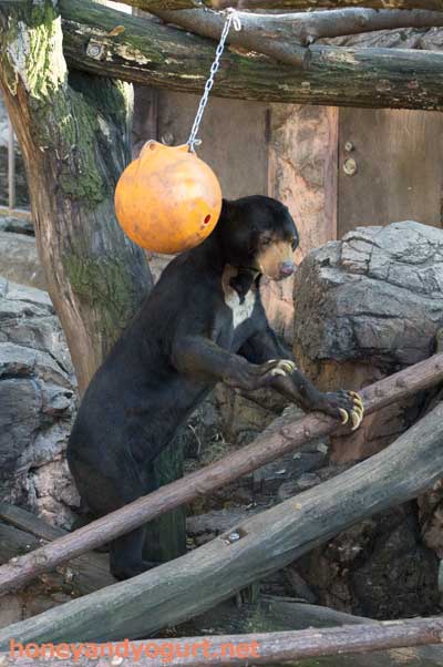 上野動物園　マレーグマ　アズマ
