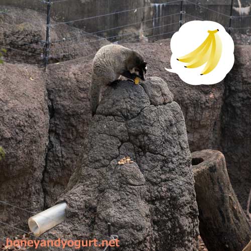 上野動物園　マレーグマ舎