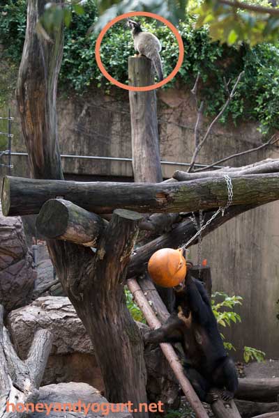 上野動物園　マレーグマ　モモコ