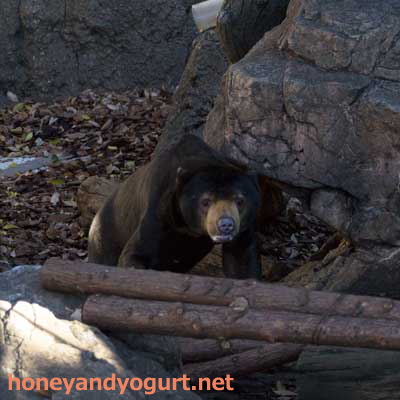 上野動物園 マレーグマ アズマ