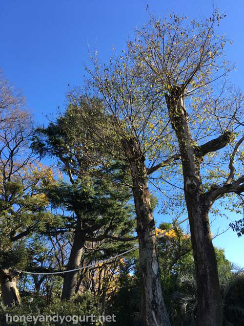 上野動物園 マレーグマ舎