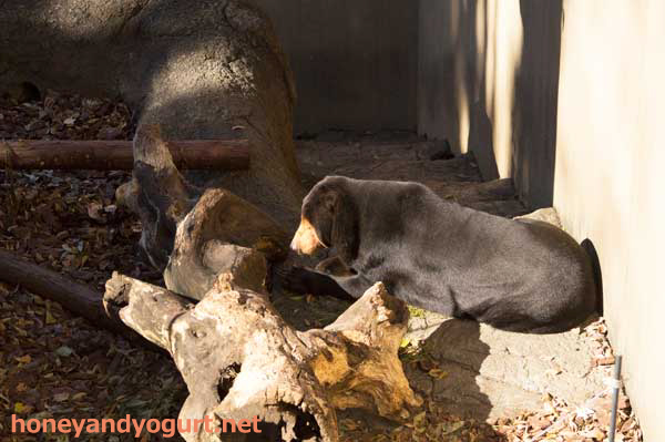 上野動物園 マレーグマ キョウコ