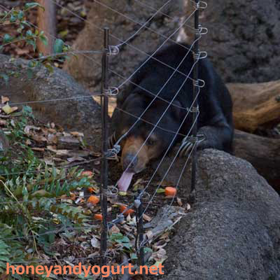 上野動物園 マレーグマ モモコ
