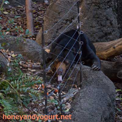 上野動物園 マレーグマ モモコ