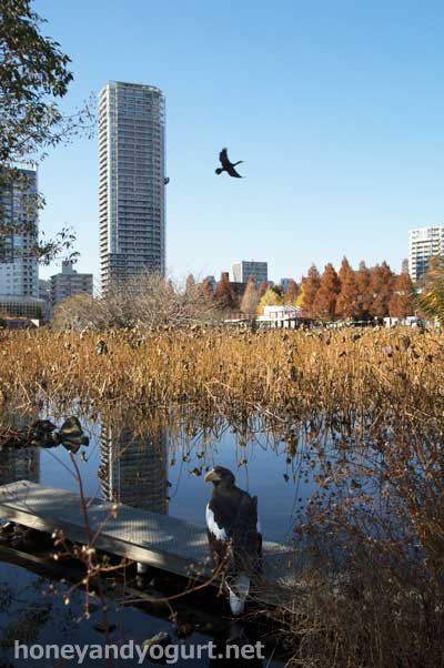 上野動物園 不忍池