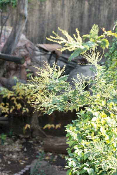 上野動物園 マレーグマ舎