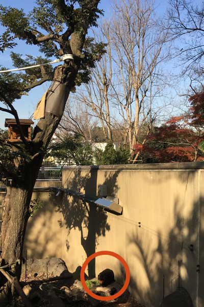 上野動物園 園内