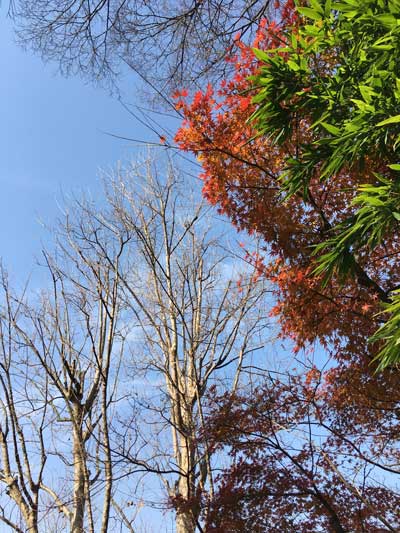 上野動物園 園内