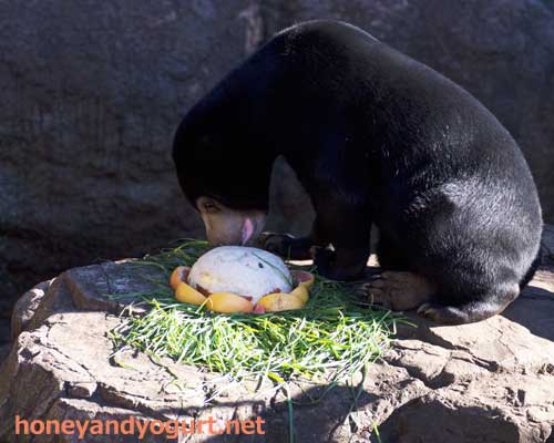 上野動物園 マレーグマ フジ