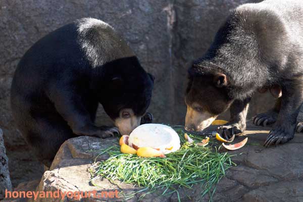 上野動物園 マレーグマ フジ モモコ