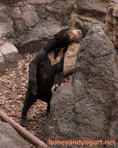 上野動物園　マレーグマ　アズマ
