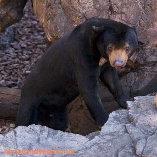 上野動物園 マレーグマ アズマ