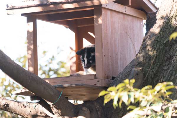 上野動物園 マレーグマ舎