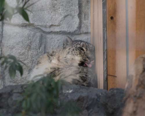 遊亀公園附属動物園　猛獣舎