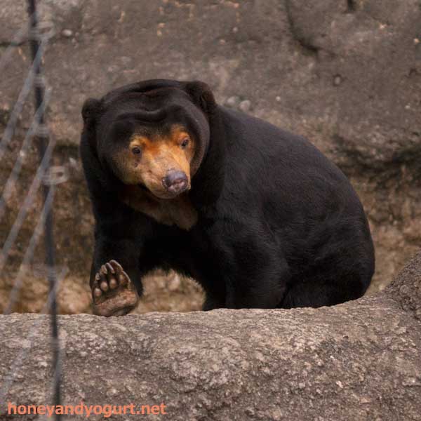 上野動物園　マレーグマ　キョウコ