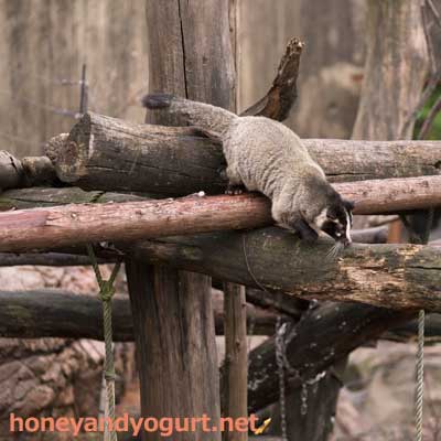 上野動物園　マレーグマ舎