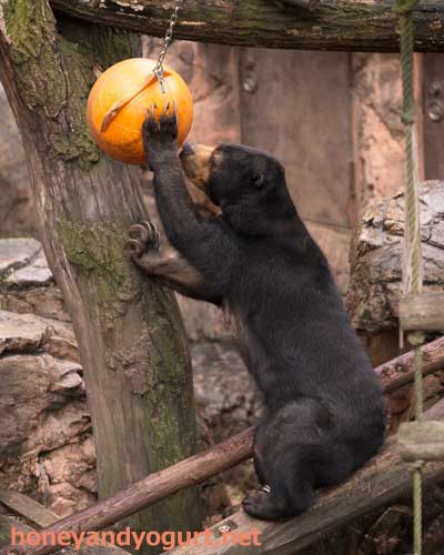上野動物園　マレーグマ　モモコ
