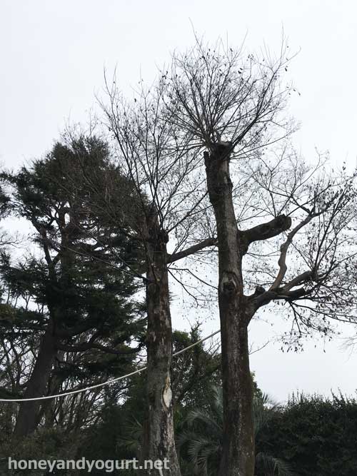 上野動物園　マレーグマ舎