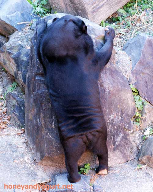 東山動物園　マレーグマ　マー子