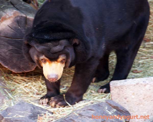 東山動物園　マレーグマ　マー子