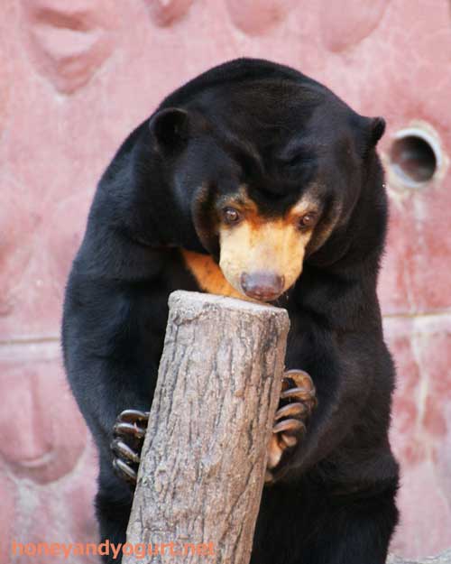 東山動物園　マレーグマ　マー子