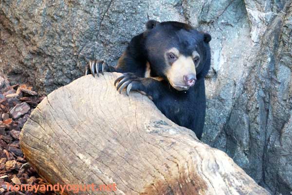 上野動物園 マレーグマ フジ