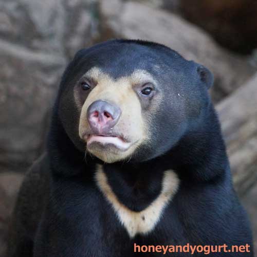 上野動物園 マレーグマ フジ