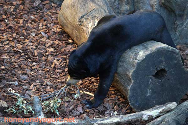 上野動物園 マレーグマ フジ