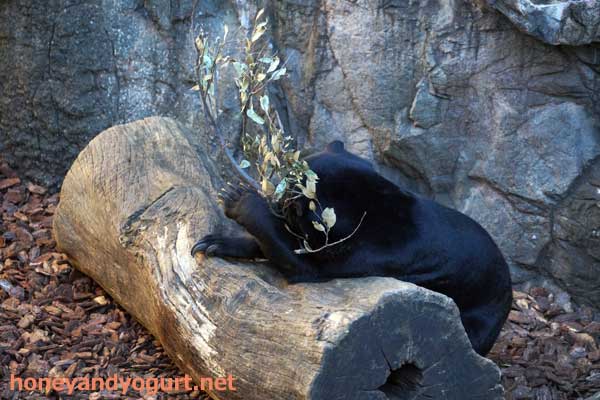上野動物園 マレーグマ フジ