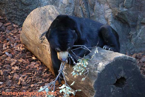上野動物園 マレーグマ フジ