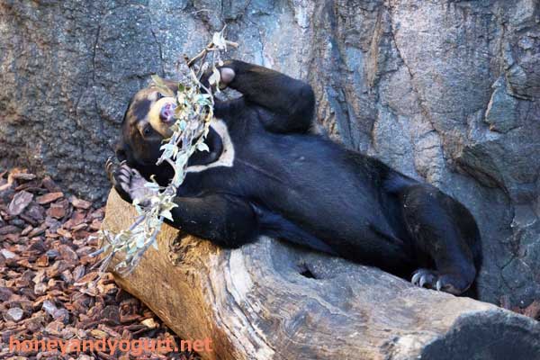 上野動物園 マレーグマ フジ