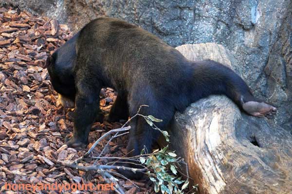 上野動物園 マレーグマ フジ