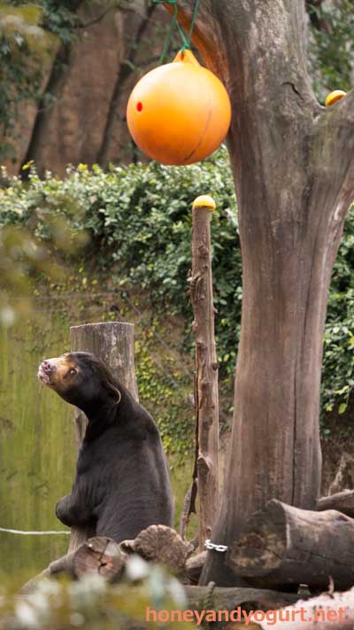 上野動物園 マレーグマ アズマ